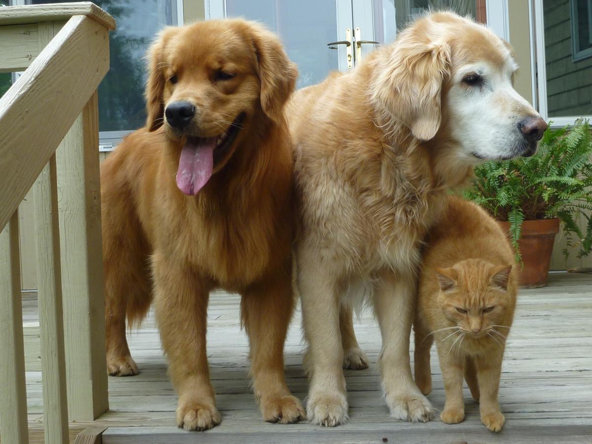 Mobile Euthanasia Veterinarian in Tracy, CA